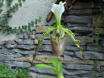 Paphiopedilum dianthum.jpg