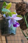 Laelia pumila.jpg