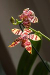 Phal.fasciata5.jpg