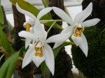 Coelogyne nitida1.JPG