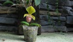 Paph.helenae.jpg