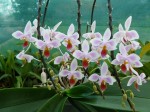 Phal.equestris.JPG