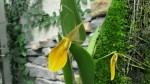 Restrepia brachypus yellow.jpg