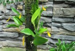 Restrepia brachypus yellow,.jpg