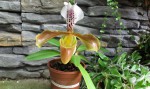 Paph.g.jpg