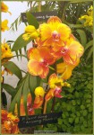 Phalaenopsis Surf Song 'Arirang Touch of Gold'-1 – kopie – kopie.jpg