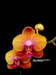 Phalaenopsis Brother sara gold – kopie.jpg