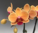 Phal. Sin Yuan Golden Beauty – kopie.jpg