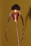 IMG_0105   Paph. anitum.jpg