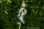 249 Habenaria medusae 2020.jpg