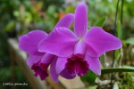 264 Laelia pumila 2020.jpg