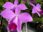 Laelia pumila 1.JPG