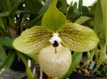 Paph.malipoense.JPG