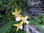 Miltasia Aztek x Miltonia casteneaUSA.jpg