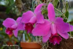 264 Laelia pumila ll 2020.jpg