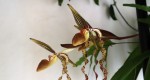 Paphiopedilum sanderianum.jpg