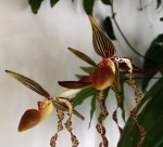 Paphiopedilum sanderianum..jpg