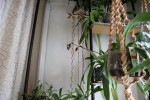 Paphiopedilum sanderianum...jpg