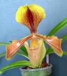 Paphiopedilum villosum 2020.11.07.jpg