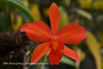 263 Rth.Young Min.Orange Golden Satifaction x Sophr.coccinea.jpg