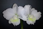 Cattleya Takaki Snowy 2020.11.22.jpg