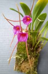 Masdevallia glandulosa 2020.11.17.jpg