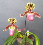 Paphiopedilum henryanum 2020.11.14.jpg