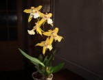 Miltasia x Miltonia.jpg