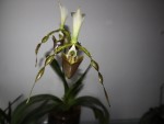 Paphiopedilum dianthum.jpg