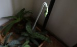 Paph.(malipoense var)jackii.jpg