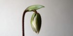 Paph.acmodontum.jpg