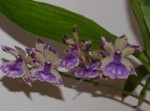 zygopetalum2.JPG