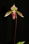 IMG_2669   Paph. Clair De Lune x Paph. sukhakulii.jpg