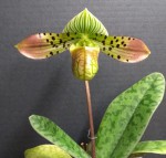 Paphiopedilum venustum.jpg