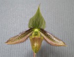 Paphiopedilum wardii.jpg