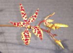 Renanthera monachica.jpg