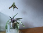 Paph.wardii.jpg