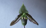 Paph.wardii-.jpg