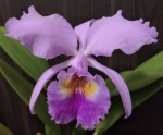 cattleya trianae.jpg