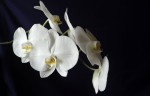 Phalaenopsis.jpg