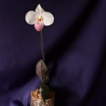 Paphiopedilum delenatii-.jpg