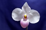 Paphiopedilum delenatii.jpg