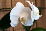 Phal.Singolo .jpg