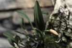 Cattleya coccinea-.jpg