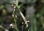 Dendrobium kingianum.jpg