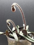 Paphiopedilum micranthum 2021.02.12.jpg