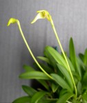 Masdevallia minuta 2021.02.12_2.jpg