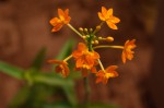 Epi.radicans 2.jpg