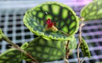 Lepanthes calodictyon f.ivanoflava.jpg