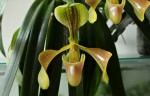 Paph.villosum-.jpg